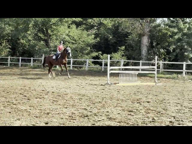 Hongre 8ans SF