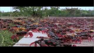 Meshuggah - Swarm (Fan-made Music Video) HD