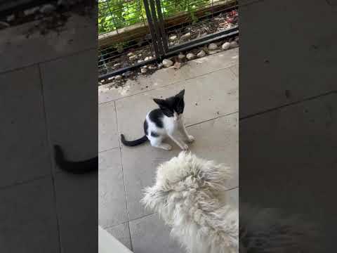 Vídeo de JUPITER