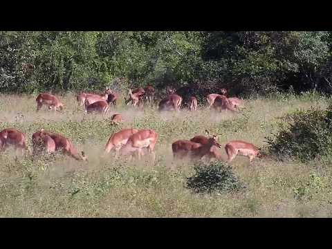 Djuma: Impalas grazing - 14:22 - 04/21/20