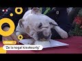 Leuk of overdreven? Een kerstdiner voor honden