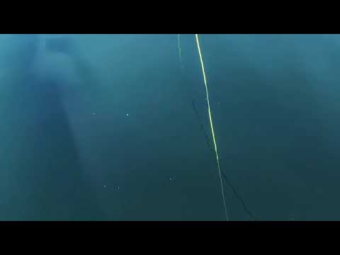 Rautu perholla. Arctic char on fly fishing.