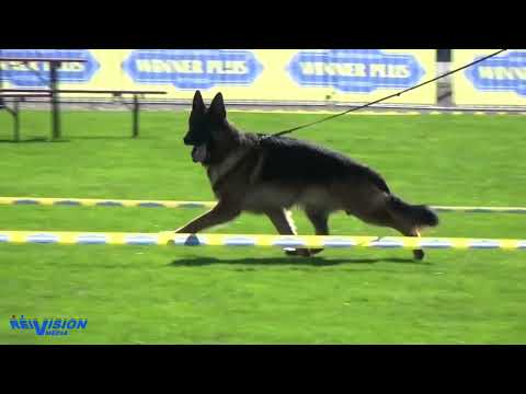 Tiras von der Zenteiche   BSZS 2023