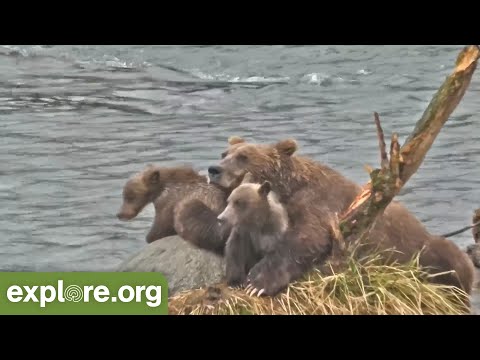 Lost Cub Reunited With Its Family | Best Of Bear Cam