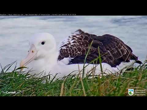 #RoyalCam Zooms In On Albatross Chick "Atawhai" | DOC | Cornell Lab – Sept. 10, 2020