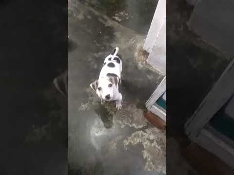 naseeba........ naseeb hi acha nai tha parvo se bacha nai pai.... miss you 😭