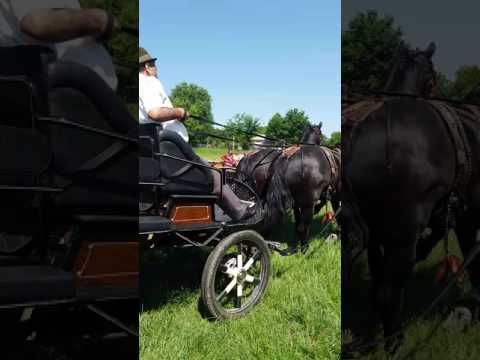 Florica de la sicrita