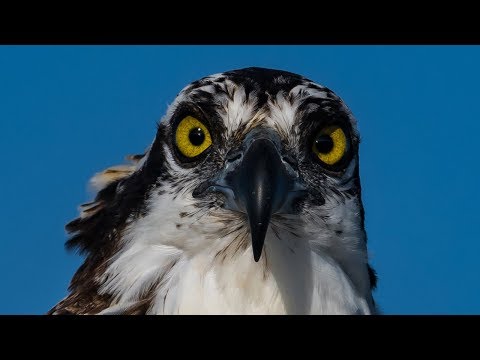 Nikon D850 VS D500 Using the Nikkor 200-500 - Osprey Feeding Frenzy