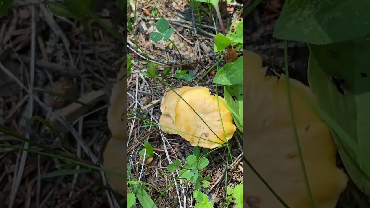 Nu uitați de subscribe!  thumbnail