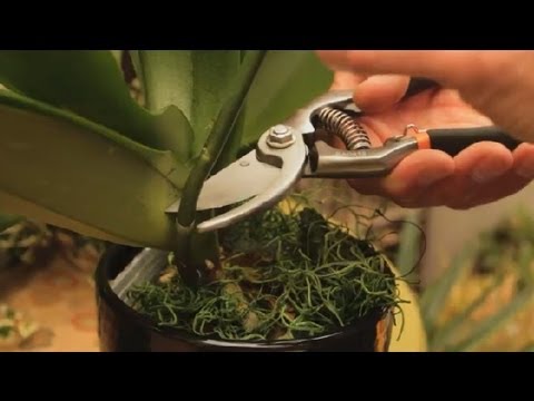 , title : 'Where to Cut an Orchid Plant : Orchid Care & More'