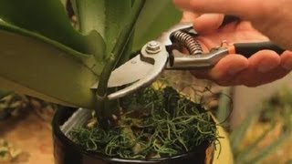 Where to Cut an Orchid Plant : Orchid Care & More