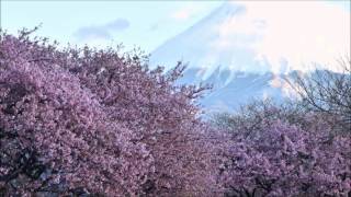 preview picture of video 'Sakura and Mt.Fuji Japanese spring has come'