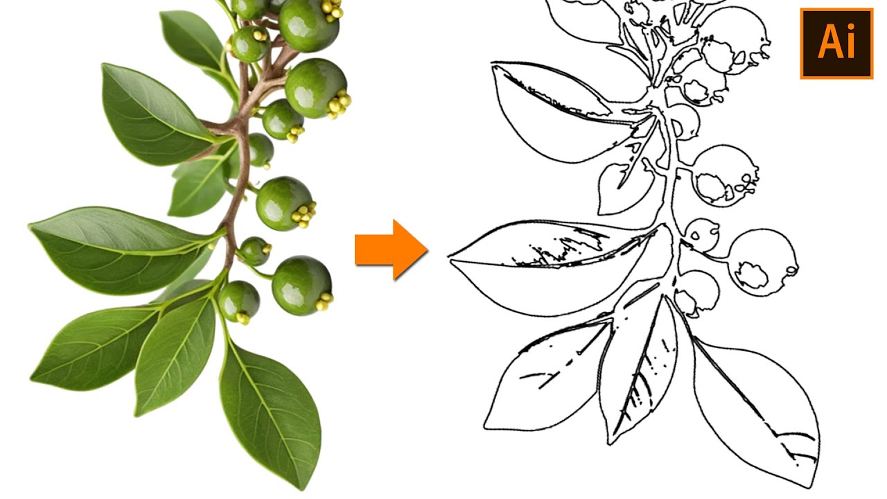 How to convert an image into outlines in Illustrator