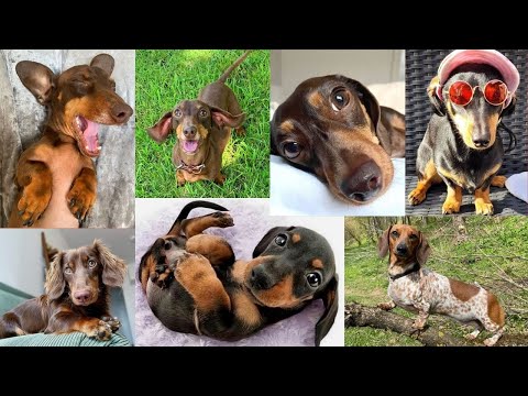 Nonstop Happyness One Hour Naughty Dachshund  Playful Cute Funny Videos . I can't Stop Laughing   😆😍