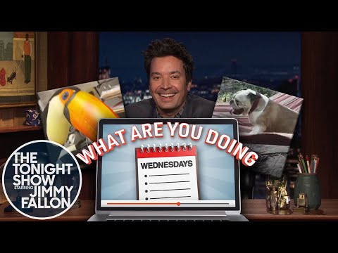 水曜日は何をしているの？ドーナツを盗むオオハシ、ハンモックでくつろぐ犬 (What Are You Doing Wednesdays: Toucan Steals Donut, Dog Relaxing on Hammock)