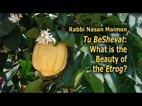 Tu BeShevat - What is the Beauty of the Etrog?