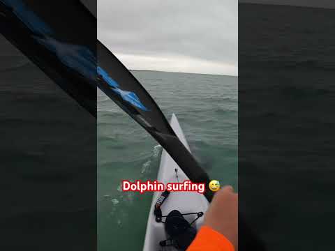 Training session off the beach catching waves and surfing dolphins