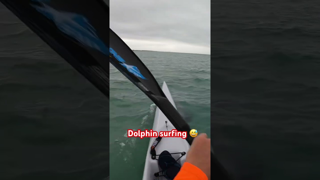 Training session off the beach catching waves and surfing dolphins