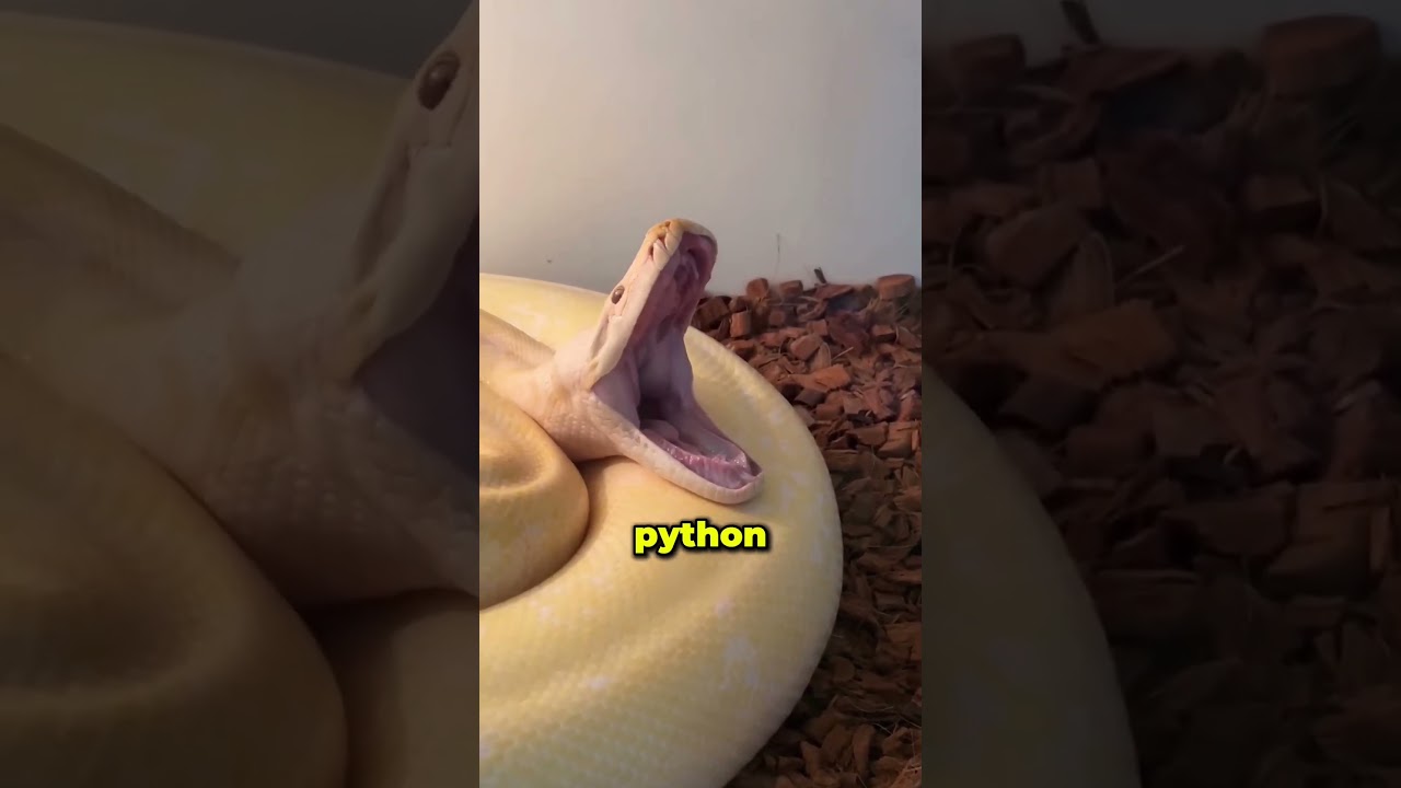 The Truth About Python Teeth Will Shock You 😳🐍