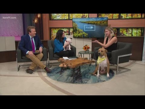 Give To The Max: Second Hand Hounds