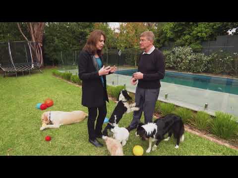 How instinct & behaviour affects how dogs play - S1 Ep 6