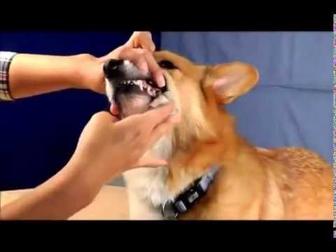 3-PACK Ora-Clens Dental Wipes (150 Count) Video