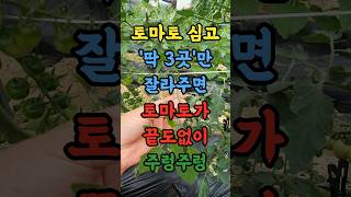 토마토 심고 비싼 비료 줄것도 없어요 딱 3곳만 잘라주면 토마토가 주렁주렁
