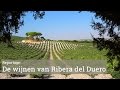 De wijnen van Ribera del Duero