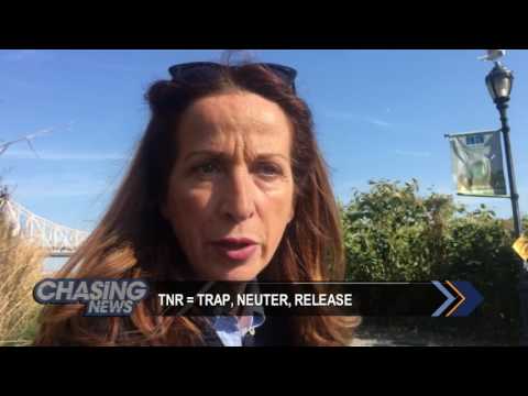 Wild Cats Of Manhattan