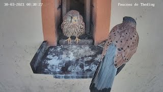 1ère visite des faucons de l'année !