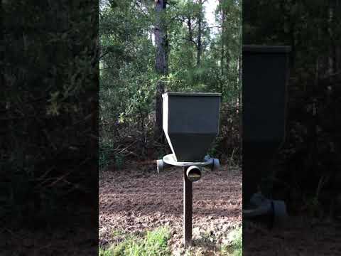 Killing Big Bucks off Banks feeders in Louisiana.