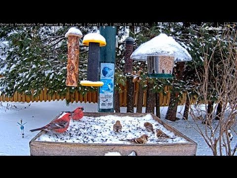 Grosbeaks And Redpolls Share Snowy Feeders In Ontario – Dec. 5, 2022