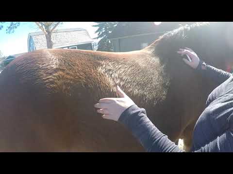 Last Rib Landmark and Palpation Video