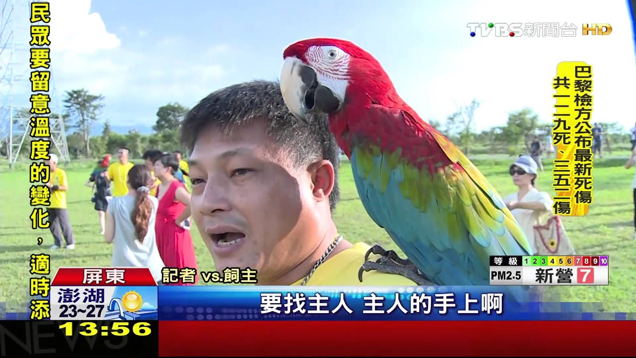 值千萬!北中南近百隻鸚鵡放飛 場面壯觀