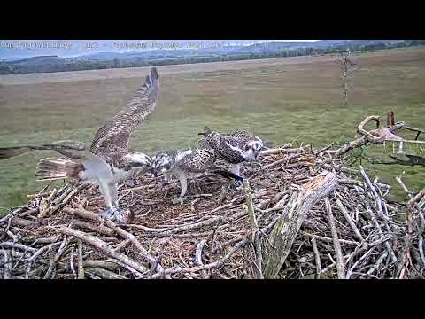 Osprey flys onto a nest holding a fish in his talons where two young osprey chicks wait.