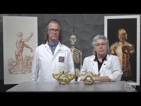 1 Anatomy Kingdom - Pelvis & Perineum