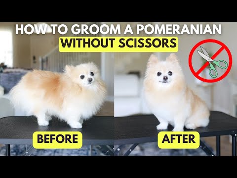 How To Groom a Pomeranian With Clippers At Home