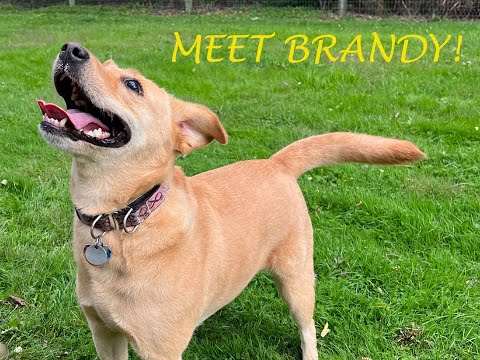 Brandy, an adoptable Labrador Retriever in Warrington, PA_image-1