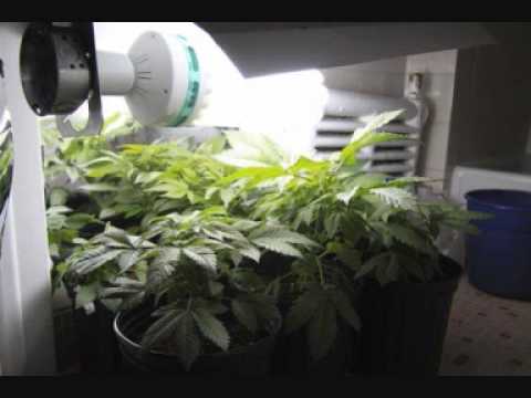 Sukh Knight - Ganja Dub