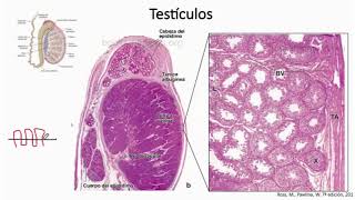 Testículo y vías masculinas - Reproductor y desarrollo