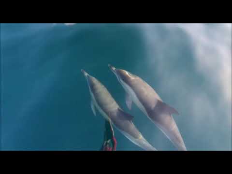 Delphinus delphis