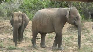 Download lagu Yala mp3 Download lagu Yala mp3