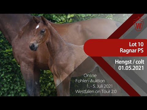 "Westfalen on Tour 2.0"-Auktion - Lot 10 Ragnar PS v. Rhythm-K van't Kattenheye - Ideal de La Loge