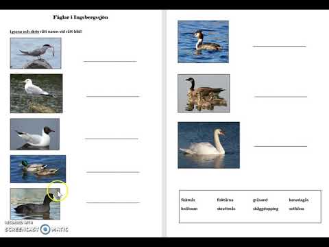 Hörövning Fåglar i Ingsbergssjön
