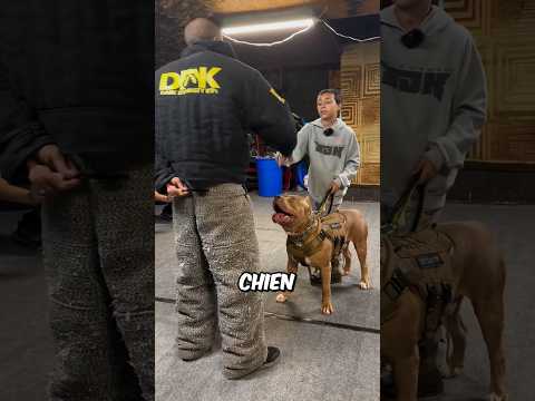 This Dog Is Awesome 😳