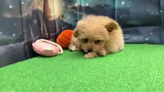 ハーフ犬の動画01