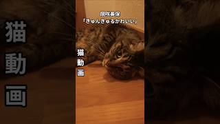 猫動画です。こっちに来てぇ～甘えるにゃ～ん#猫動画 #ペット #にゃんこ #ねこ #かわいい猫 #岡咲美保 #岡咲美保#きゅんきゅるかわいい