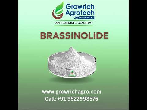 White Brassinolide Steoride Powder, Bottle