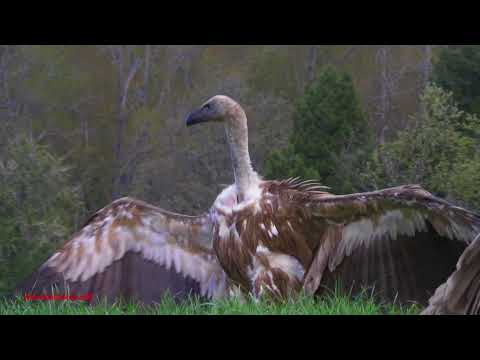 Buitre leonado ( Gyps fulvus ) Griffon Vulture