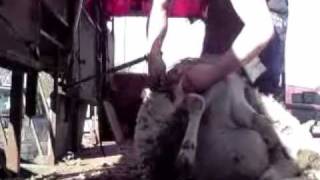 preview picture of video 'shearing mule lamb for slaughter'